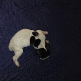Boy 3 - Black roan male German Shorthaired Pointer puppy in Banning, California from ⭐🦆 So Cal on Point GSP'S🇺🇲🇩🇪 lg