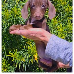 Flower - Chocolate female Dachshund puppy in Phoenix, Arizona from AZ's Prestigious Miniature Dachshunds