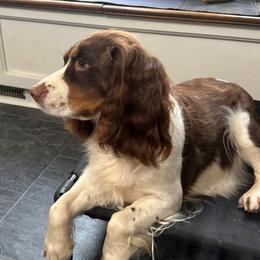 Posy - English Springer Spaniel