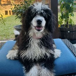 Bella - Bernedoodle