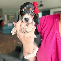 REN - Piebald female Dachshund puppy in Marion, Ohio from Doodles & Doxies