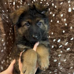 Red color - Sable male German Shepherd puppy in Marion, Ohio from Legacy K9’s
