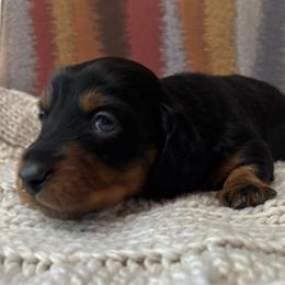 Mickey - Black and tan male Dachshund puppy in Mesa, Arizona from Ruby Desert Doxies