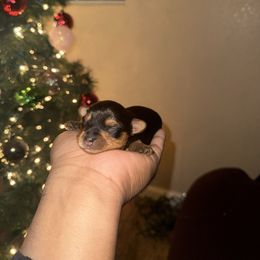 Boy 4 - Black and tan male Yorkshire Terrier puppy in Pomona, California from Lunio's Yorkies