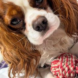 Cavalier King Charles Spaniel Puppies from Stonecoal Cavaliers