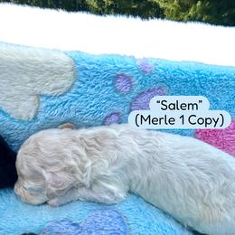 Salem - Merle male Maltipoo puppy in Coal City, Indiana from Angel Blue Dogs