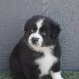 Grumpy - Black & white male Australian Shepherd puppy in Fallon, Nevada from Double H Australian Shepherds
