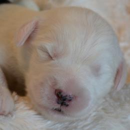 Old English Sheepdog puppies from Roland Hills Farm