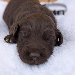 Grey collar - Brown and white male Aussiedoodle puppy in Coulee City, Washington from Mr and Mrs Doodle Farm