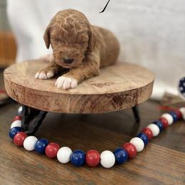 Sparkler - Red  female Goldendoodle puppy in Gower, Missouri from Hillside Paws