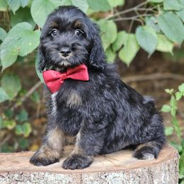 Everett - Black and tan male Cockapoo puppy in Louisburg, North Carolina from Raven Oak's Mini Cockapoos