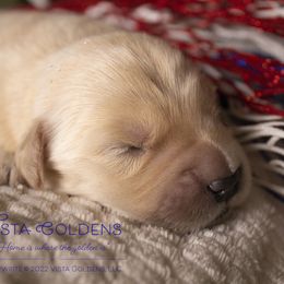 Girl 4 - Golden Retriever puppy in Grand Blanc, Michigan from Vista Goldens