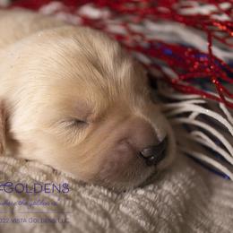 Girl 4 - Golden Retriever puppy in Grand Blanc, Michigan from Vista Goldens
