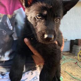 Green - Black male German Shepherd puppy in Descanso, California from KVA Shepherds