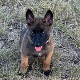 Solid Stout Male Malinois - Red sable male Belgian Malinois puppy in Irmo, South Carolina from Kaizen Ruach Malinois