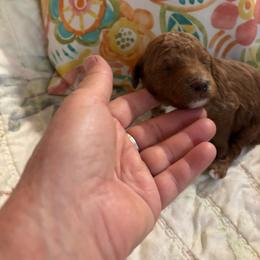 Shepherd - Red  male Goldendoodle puppy in Lillington, North Carolina from Peace, Love, and Puppies at the Creek