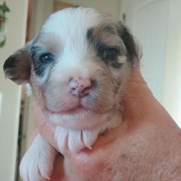 Puppy 4 - Blue merle female Australian Shepherd puppy in Mayer, Arizona from Ms Priss Aussies