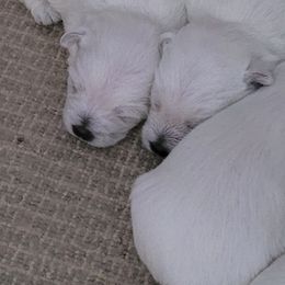 West Highland White Terriers from Larissa Bloom
