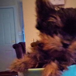 Yorkshire Terriers from Barbara's Yorkshire Terriers