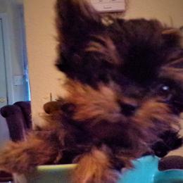 Yorkshire Terriers from Barbara's Yorkshire Terriers