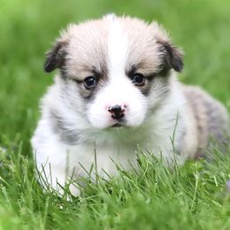 Pembroke Welsh Corgi Puppies from Cosmere Corgis