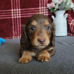 Ylenia - Chocolate and tan female Dachshund puppy in Dade City, Florida from Kingpindoxies