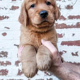 Canyon - light green - Dark golden male Golden Retriever puppy in Greeneville, Tennessee from Cultivate Farm