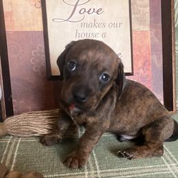 Scout - Brindle male Dachshund puppy in Sharon Springs, New York from Show Us The Way Homestead