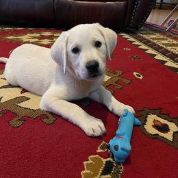 Count - Yellow Labrador Retriever puppy in Harrison, Arkansas from Brandywine Labradors
