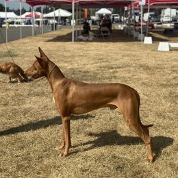 Stilgar - Pharaoh Hound