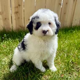 Ray - Black tri-color female Aussiedoodle puppy in Heber City, Utah from Junipersdoodles