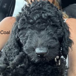 Coal - Poodle