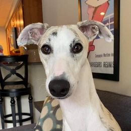 Calvin - Whippet