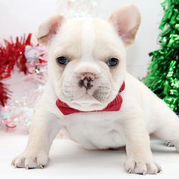 Winter - Cream male French Bulldog puppy in West Plains, Missouri from Must Be Frenchies & Crown Of Curls Bolonka