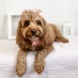Cece - Cavapoo