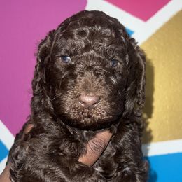 Lois - Brown Poodle puppy in Valdosta, Georgia from Posh Poodles