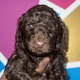 Lois - Brown Poodle puppy in Valdosta, Georgia from Posh Poodles