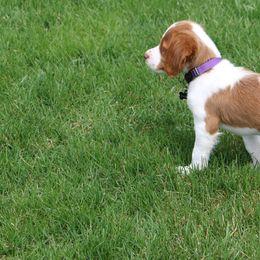 Brittany Puppies from Rabeau’s Genuine Brittany‘s