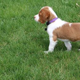 Brittany Puppies from Rabeau’s Genuine Brittany‘s
