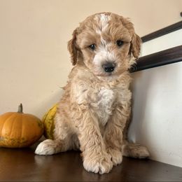 Kona - Apricot male Goldendoodle puppy in Denison, Iowa from Violet View Iowa Goldendoodles
