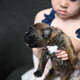 Boxer Puppies from Supreme Euro Boxers