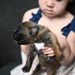 Boxer Puppies from Supreme Euro Boxers