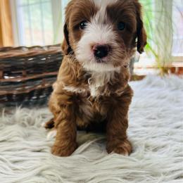 Finn - Red male Cavapoo puppy in Natural Bridge, Virginia from Rockbridge Puppies