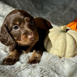 HAZEL - Chocolate and tan female Dachshund puppy in Holtwood, Pennsylvania from Holly Hill Dachshunds