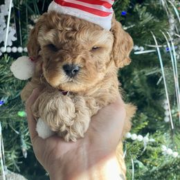 Nugget - Apricot male Cavapoo puppy in Tucson, Arizona from Indie Boo’s mini Cavapoos