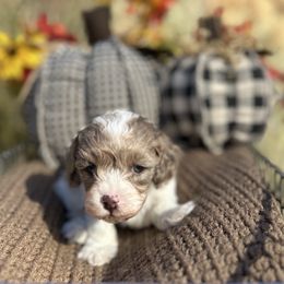 Hermey - Merle male Cockapoo puppy in Rolla, Missouri from Diamond K