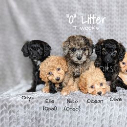 Bernedoodle and Cavapoo Puppies from Wag'in Tails