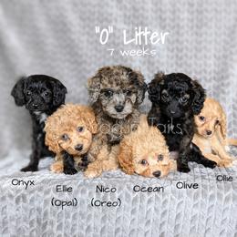 Bernedoodle and Cavapoo Puppies from Wag'in Tails