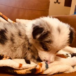 JXL  5  girl left eye patch - Blue merle female Border Collie puppy in Apple Valley, California from Flying S Ranch Border Collies