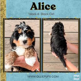 Alice (Black girl) - Tri-color female Bernedoodle puppy in Boiling Springs, South Carolina from OlliePups, LLC